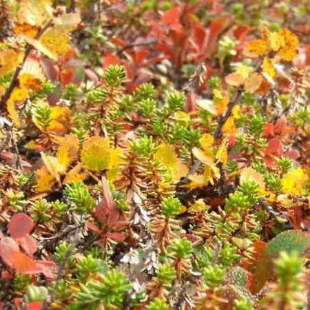 Holiday Kiilopaan Tunturimajat A3 Kakslauttanen